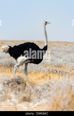 Autruche d'Afrique (Struthio camelus), Etosha National Park, Namibie Banque D'Images