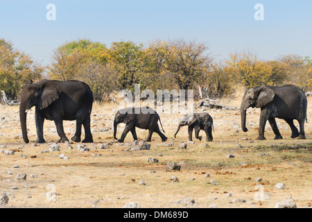 Les éléphants d'Afrique (Loxodonta africana) avec des veaux après le bain dans l'eau Rietfontein, Etosha National Park, Namibie Banque D'Images