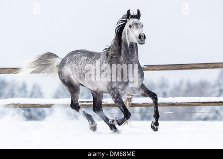 Arabian Horse étalon gris pâturages enneigés au galop Banque D'Images