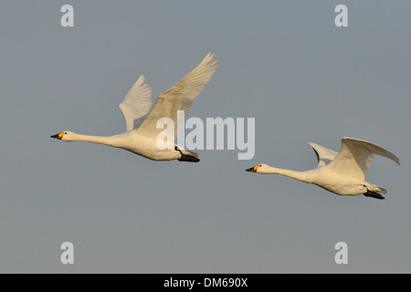 Les cygnes de Bewick (Cygnus bewickii), dans la région de l'Emsland, vol, Basse-Saxe, Allemagne Banque D'Images