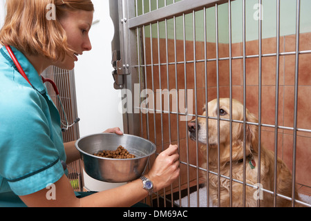 Infirmière vétérinaire chien Cage dans l'alimentation Banque D'Images