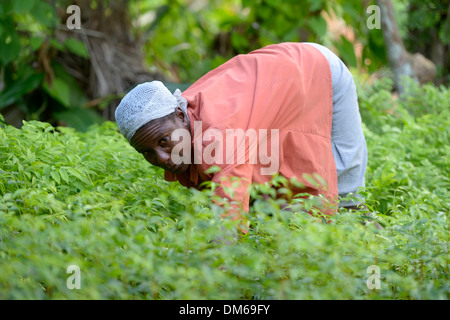 Femme entre plants dans une pépinière, Village Morin, LÉOGÂNE, Haïti Banque D'Images