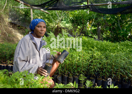 Woman holding plants dans une pépinière, Village Morin, LÉOGÂNE, Haïti Banque D'Images