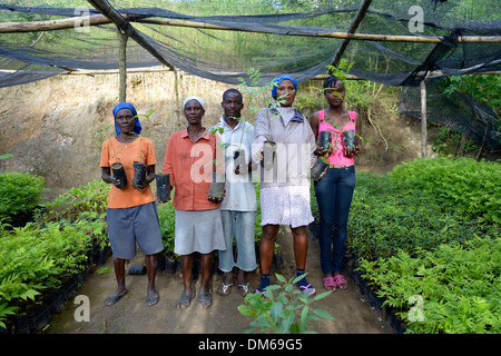 Les femmes avec des semis en pépinière, reboisement, Village Morin, LÉOGÂNE, Haïti Banque D'Images