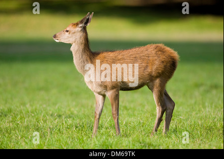 Red Deer (Cervus elaphus), les jeunes veaux, des animaux dans un pré, captive, Bavière, Allemagne Banque D'Images