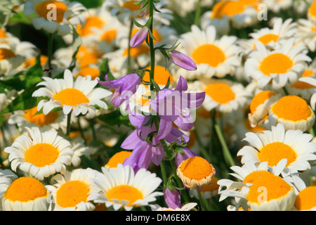 La marguerite blanche, la Lune (Daisy Chrysanthemum leucanthemum Leucanthemum vulgare), et la Campanule (Campanula sp.). la floraison. Allemagne Banque D'Images