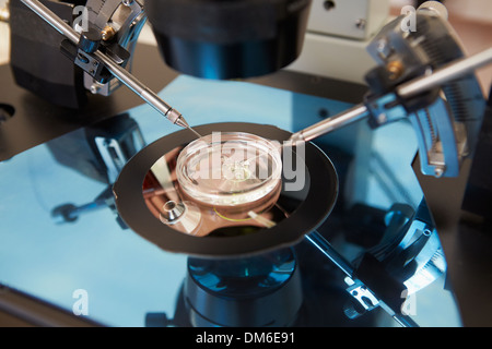 La fertilisation des oeufs au laboratoire FIV Banque D'Images