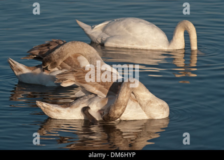 Les jeunes cygnes tuberculés (Cygnus olor) nager sur l'eau Banque D'Images