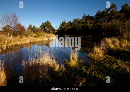 Un petit lac des zones humides contre les arbres reflète le bleu de l'arrière-plan Banque D'Images