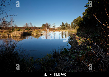 Un petit lac des zones humides contre les arbres reflète le bleu de l'arrière-plan Banque D'Images