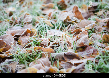 Les feuilles tombées couvert dans un gel dur sur une pelouse, Chelmsford, Essex. Banque D'Images