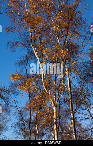 Les bouleaux d'argent avec les feuilles d'automne contre un ciel bleu Banque D'Images