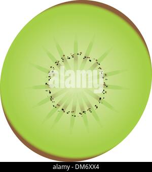 Tranche de kiwi vector Illustration de Vecteur