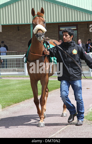 Cheval Arabe dans le paddock avant une course Banque D'Images