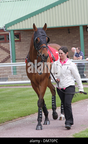 Cheval Arabe dans le paddock avant une course Banque D'Images