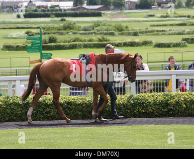 Cheval Arabe dans le paddock avant une course Banque D'Images