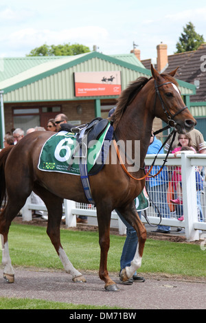 Cheval Arabe dans le paddock avant une course Banque D'Images