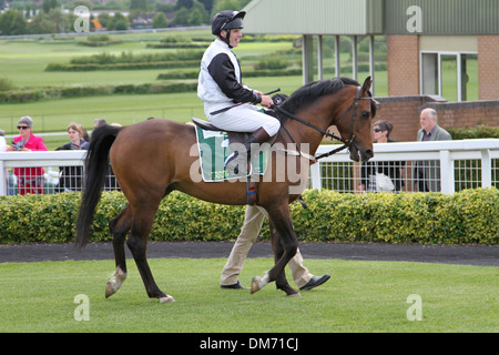 Cheval Arabe dans le paddock avant une course Banque D'Images