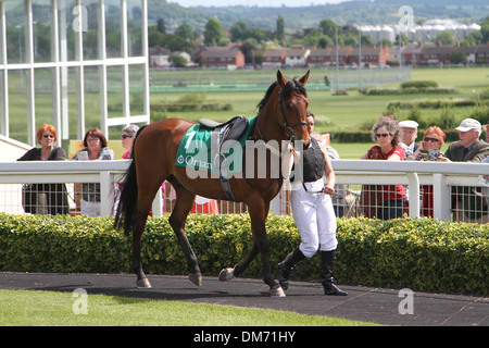 Cheval Arabe dans le paddock avant une course Banque D'Images