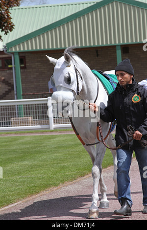 Cheval Arabe dans le paddock avant une course Banque D'Images