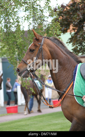 Cheval Arabe dans le paddock avant une course Banque D'Images