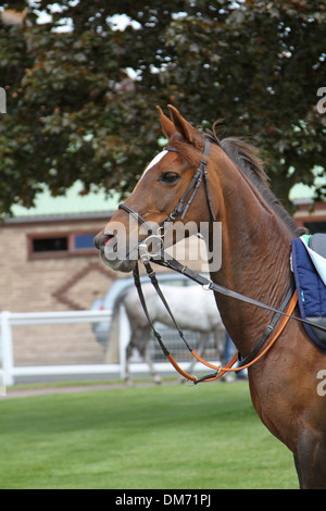 Cheval Arabe dans le paddock avant une course Banque D'Images