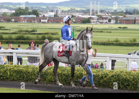 Cheval Arabe dans le paddock avant une course Banque D'Images