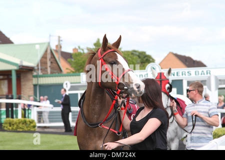 Cheval Arabe dans le paddock avant une course Banque D'Images