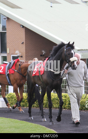 Cheval Arabe dans le paddock avant une course Banque D'Images