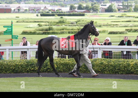 Cheval Arabe dans le paddock avant une course Banque D'Images