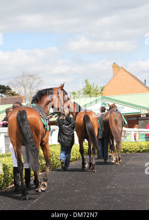 Cheval Arabe dans le paddock avant une course Banque D'Images