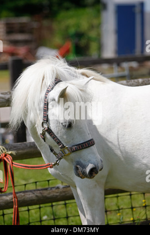 Un poney Eriskay rares attaché Banque D'Images