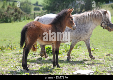 Poney Shetland mare avec mini mule poulain Banque D'Images