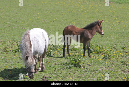 Poney Shetland mare avec mini mule poulain Banque D'Images