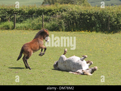 Poney Shetland mare roulant avec mini mule élevage poulain et jouer Banque D'Images