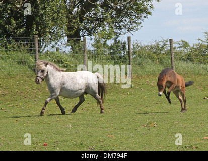 Poney Shetland mare avec mini mule poulain Banque D'Images