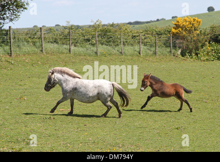 Poney Shetland mare avec mini mule poulain Banque D'Images