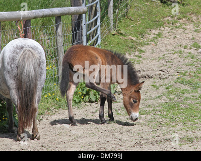 Poney Shetland mare avec mini mule poulain Banque D'Images