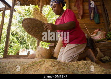 Femme vanner le riz dans le district de Fenerive Est, à Madagascar. Banque D'Images