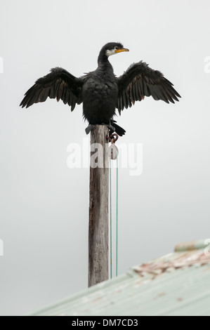 Peu de shag (Phalacrocorax melanoleucus brevirostris) par Portobello Road, près de Dunedin, Otago, île du sud du Sud, en Nouvelle-Zélande. Banque D'Images