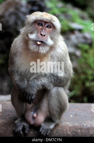 Singe à Wat Suwan Kuha temple, Thaïlande Banque D'Images