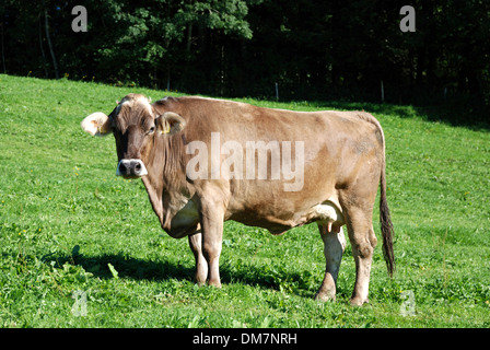 Vache laitière sur un alpage dans l'Allgaeu près de Oberstaufen. Banque D'Images