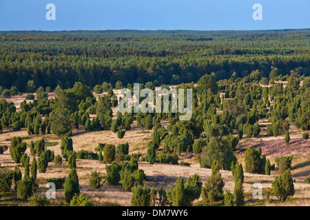 La Lande de Lunebourg / Lunenburg montrant le genévrier commun (Juniperus communis), Basse-Saxe, Allemagne Banque D'Images