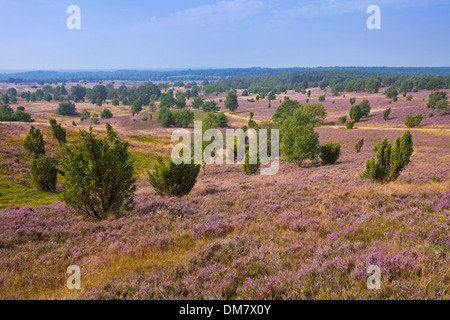 La Lande de Lunebourg / Lunenburg montrant le genévrier commun arbres et Heather / ling la floraison en été, Basse-Saxe, Allemagne Banque D'Images