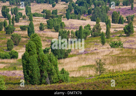 La Lande de Lunebourg / Lunenburg montrant le genévrier commun arbres et Heather / ling la floraison en été, Basse-Saxe, Allemagne Banque D'Images