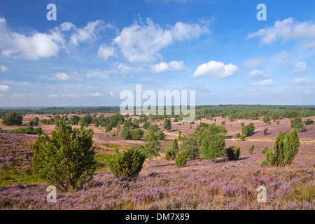 La Lande de Lunebourg / Lunenburg montrant le genévrier commun arbres et Heather / ling la floraison en été, Basse-Saxe, Allemagne Banque D'Images