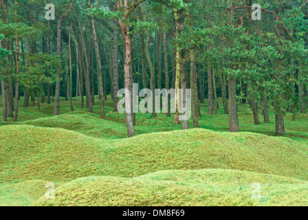 Les arbres de la crête de Vimy et de tranchées Banque D'Images