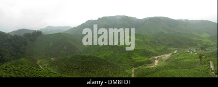 Panorama des plantations de thé en Malaisie après de fortes pluies tombent Banque D'Images