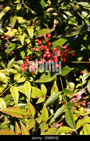 Bambou sacré, La Nandina domestica, Berberidaceae. La Chine et le Japon, l'Asie. Banque D'Images