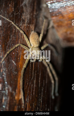 Brown spider Huntsman sur un panneau de bois. Banque D'Images